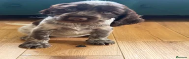 Cocker Spaniel 4