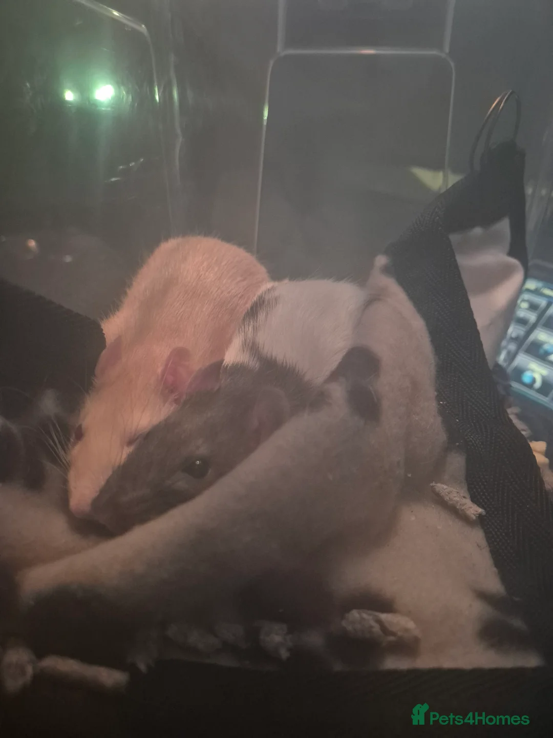 Rat rodents for sale: X2 Male Rats & Accessories  - Advert 4