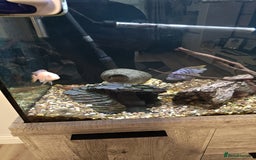 Cichlids fish for sale: Fish for sale - Image 3