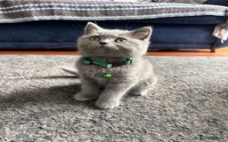 British Shorthair cats for sale: GCCF Reg. champ dad & lovely mom's 1st kittens! - Image 5