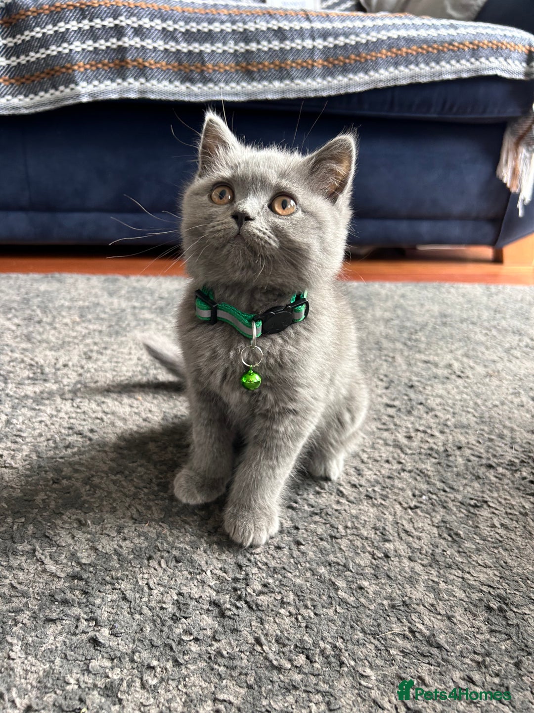 British Shorthair cats for sale: GCCF Reg. champ dad & lovely mom's 1st kittens! - Image 5