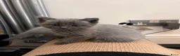 Ragdoll cats for sale: Beautiful Ragdoll cross kittens  - Advert 19