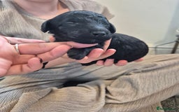 Toy Poodle dogs for sale: 5 beautiful black toy poodle puppies - Image 2