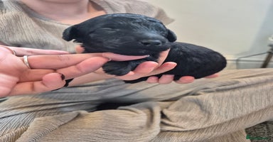 Toy Poodle dogs - Advert 13