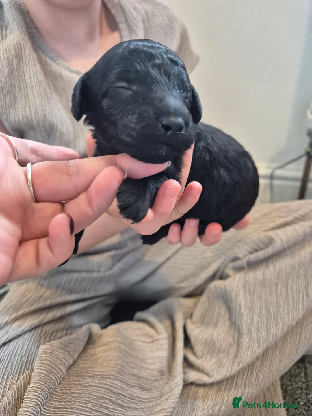 Toy Poodle dogs for sale: 5 beautiful black toy poodle puppies - Image 2