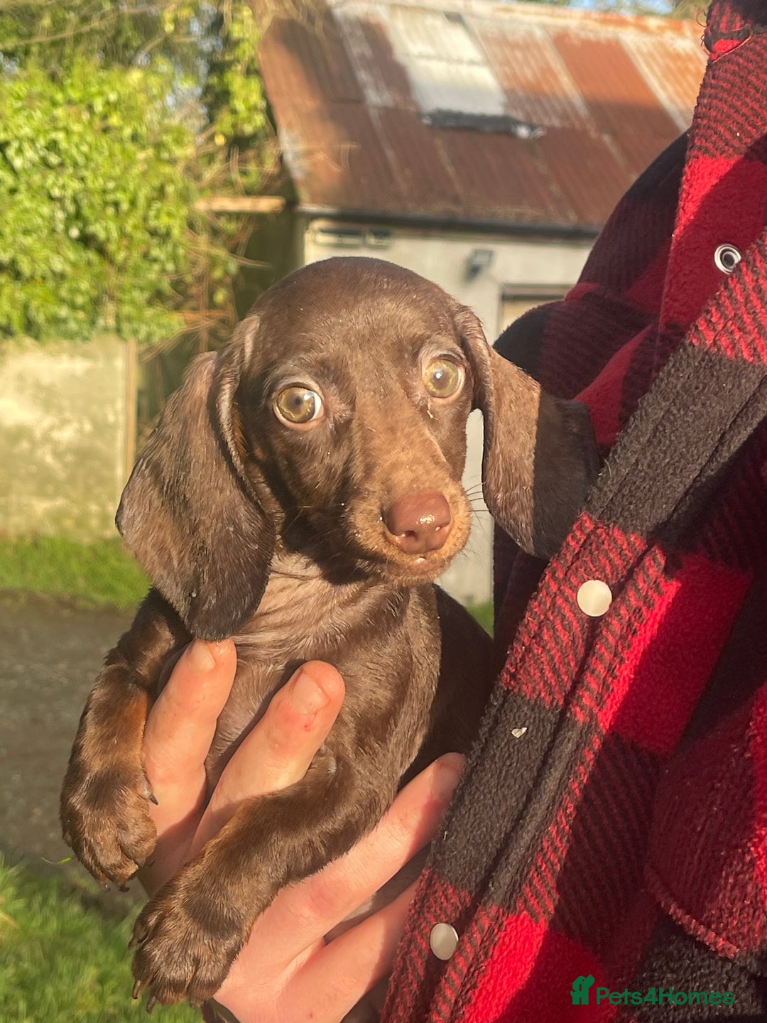 Dachshund dogs for sale: 🐶 Ready to leave 🐶 - Advert 11