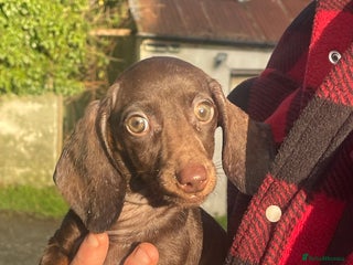 Dachshund dogs 🐶 Ready to leave 🐶 - Advert 4