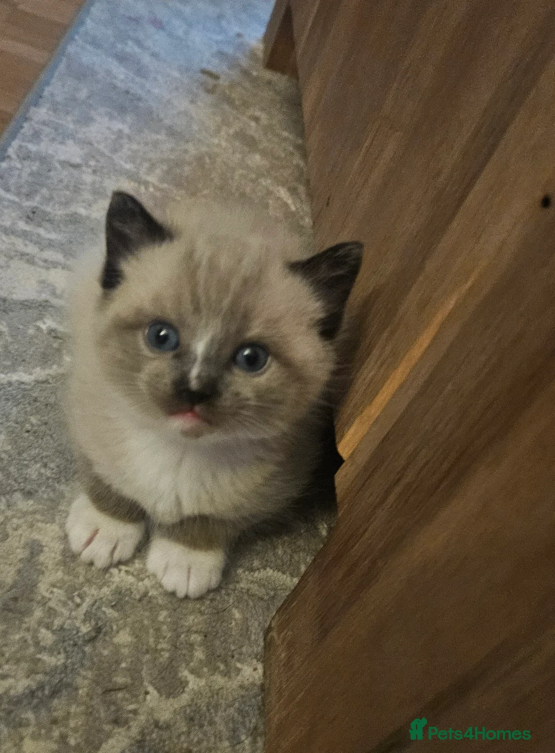 Mixed Breed cats for sale: 5 beautiful kittens available - Advert 2