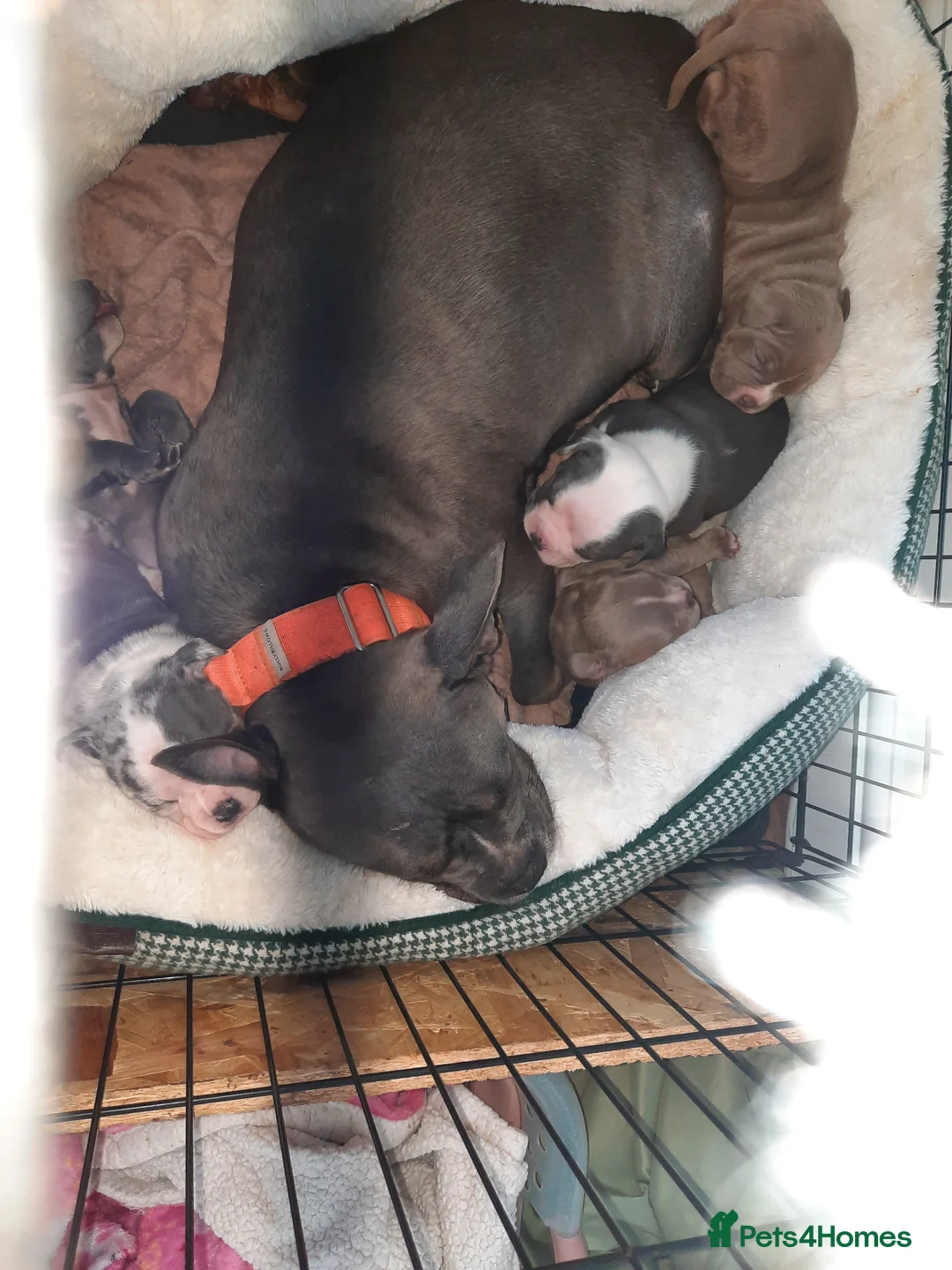 American Bully dogs for sale: Akbc registered pocket bullies  - Advert 34