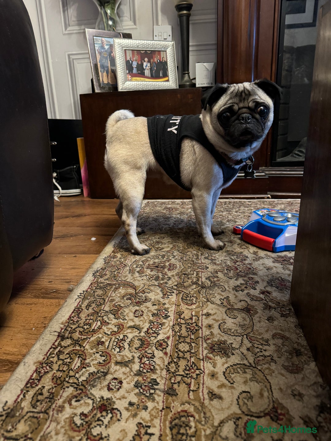 Pug dogs for sale: Loving Pug  - Advert 3