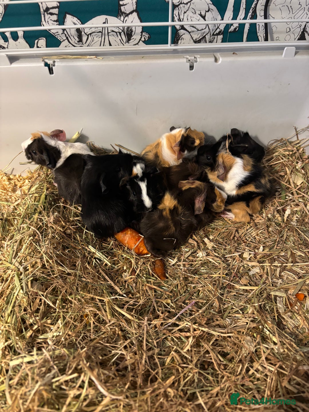 Guinea Pig rodents for sale: Guinea pigs for sale - Advert 1