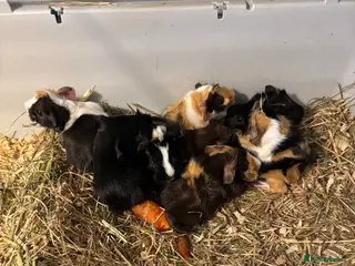 Guinea Pig rodents Baby Guinea Pigs for sale - Advert 10