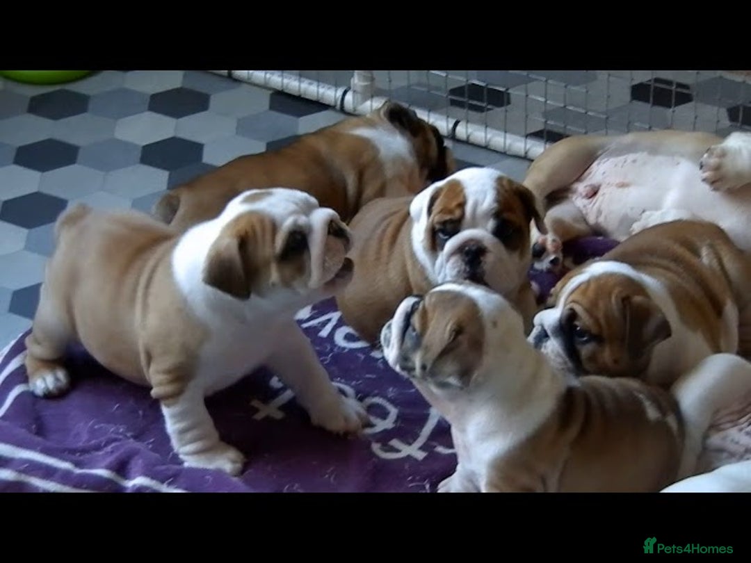 English Bulldog dogs for sale: English Bulldog Puppies Ready Now  - Image 2