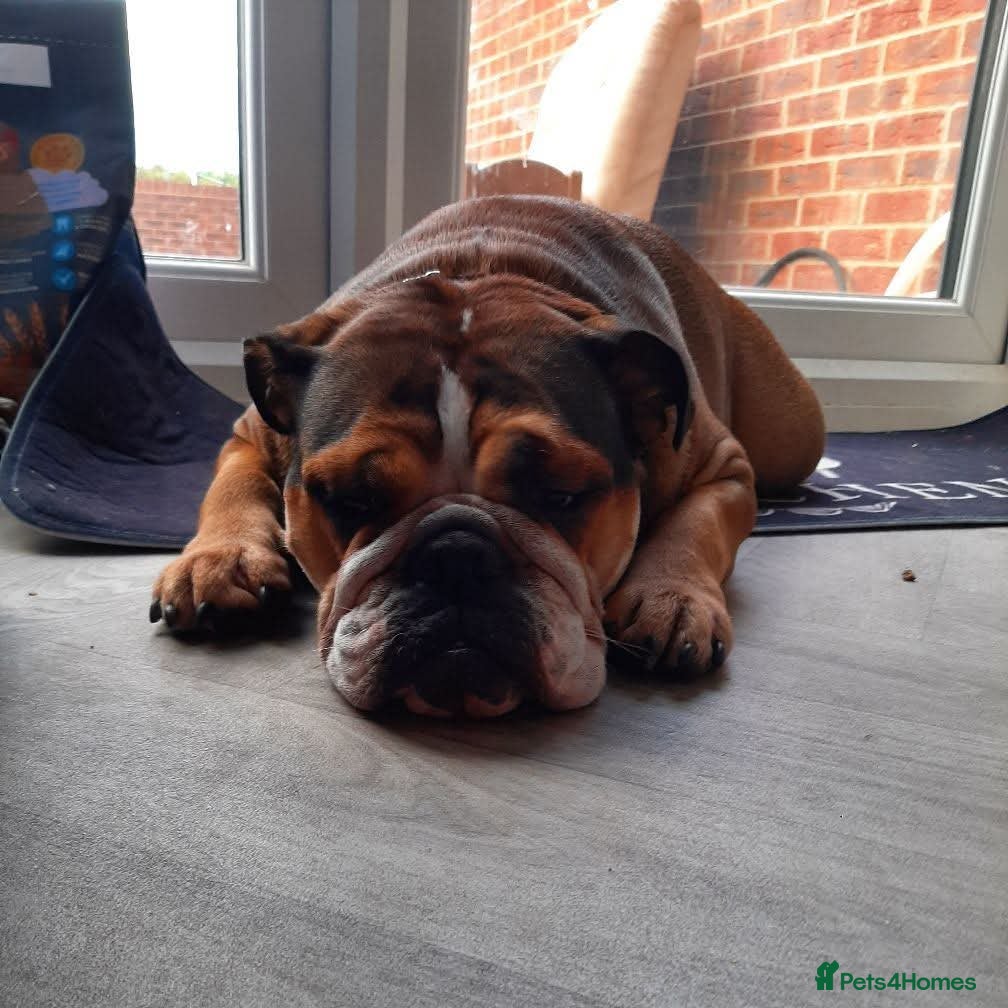 Mixed Breed dogs English Bulldog Staffy Puppies Loving Homes Wanted - Advert 1