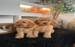 Cavapoo dogs for sale: Outstanding cavapoo pups - Image 3