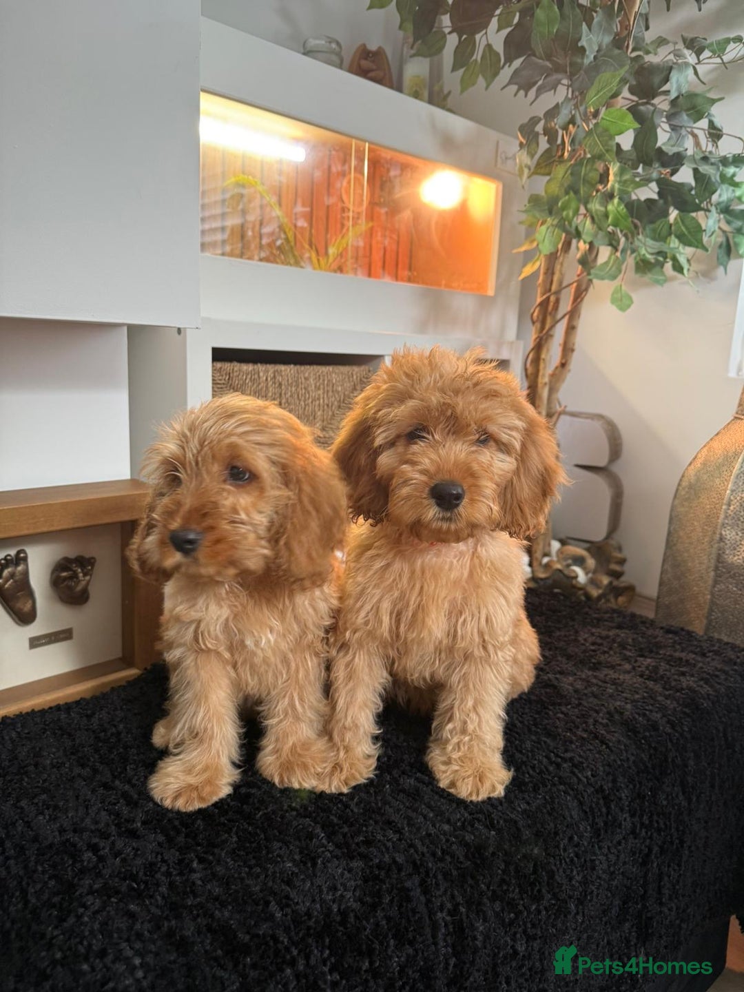 Cavapoo dogs for sale: Outstanding cavapoo pups - Image 3