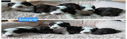 Cockapoo dogs for sale: F1b chocolate & parti roan cockapoos.HEALTH TESTED - Advert 18