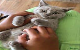 British Shorthair cats for sale: BSH BLUE/Grey kittens 2 gorgeous boys available - Image 20