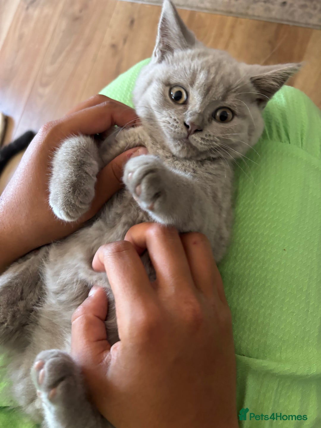 British Shorthair cats for sale: BSH BLUE/Grey kittens 2 gorgeous boys available - Image 20
