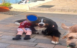 Bernese Mountain Dog dogs for stud: Bernese mountain STUD - Image 2