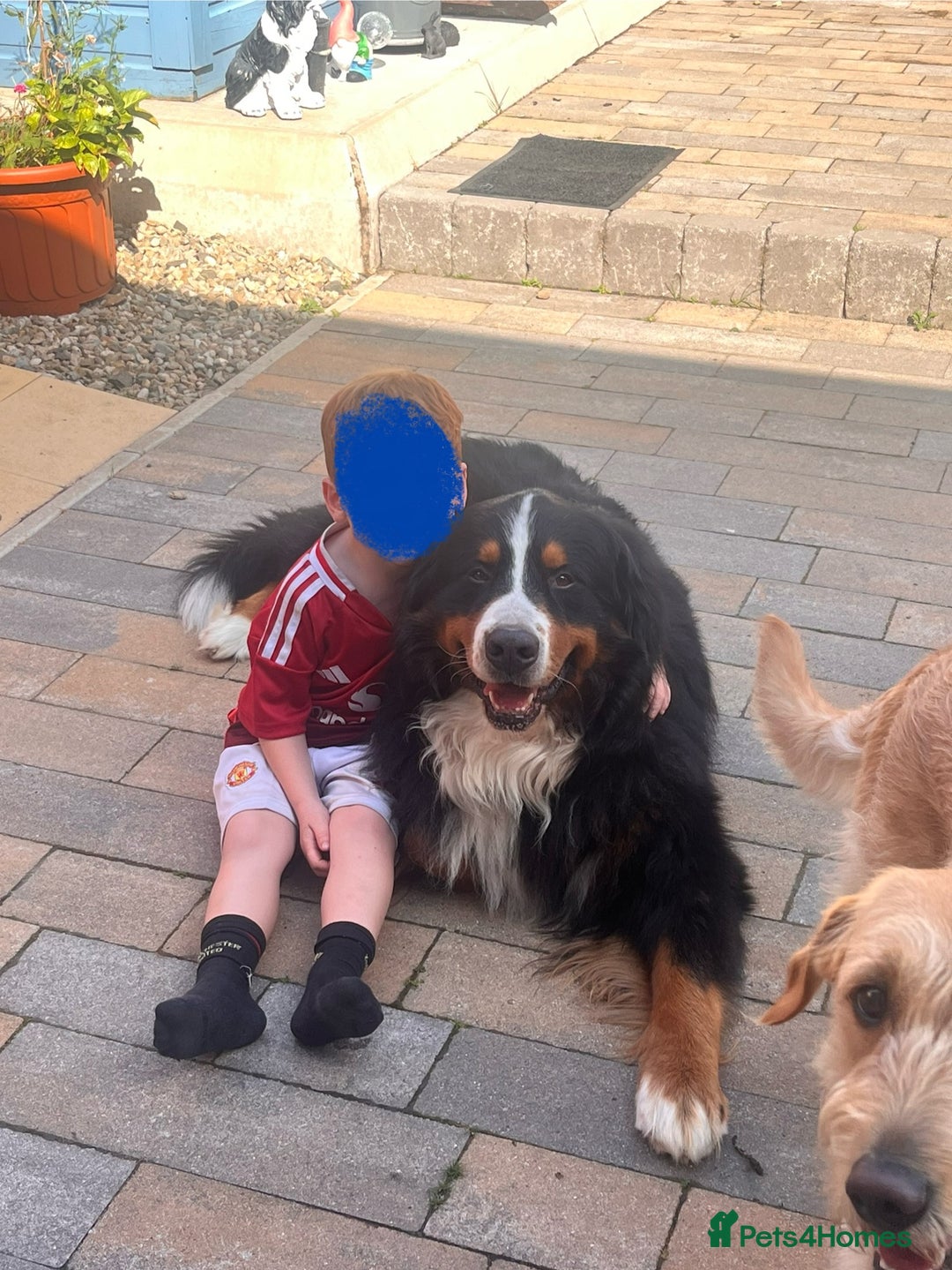 Bernese Mountain Dog dogs for stud: Bernese mountain STUD - Image 2