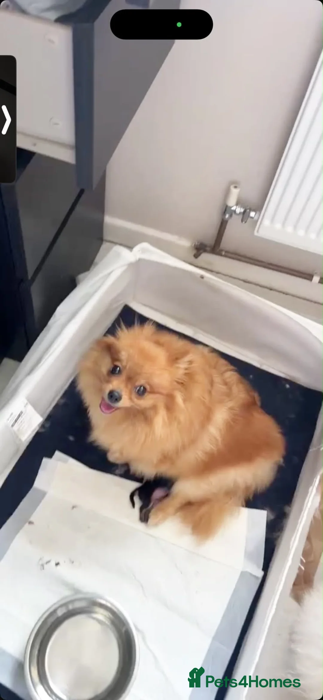 Pomeranian dogs for sale: Gorgeous fluffy Pomeranian puppies - Advert 2