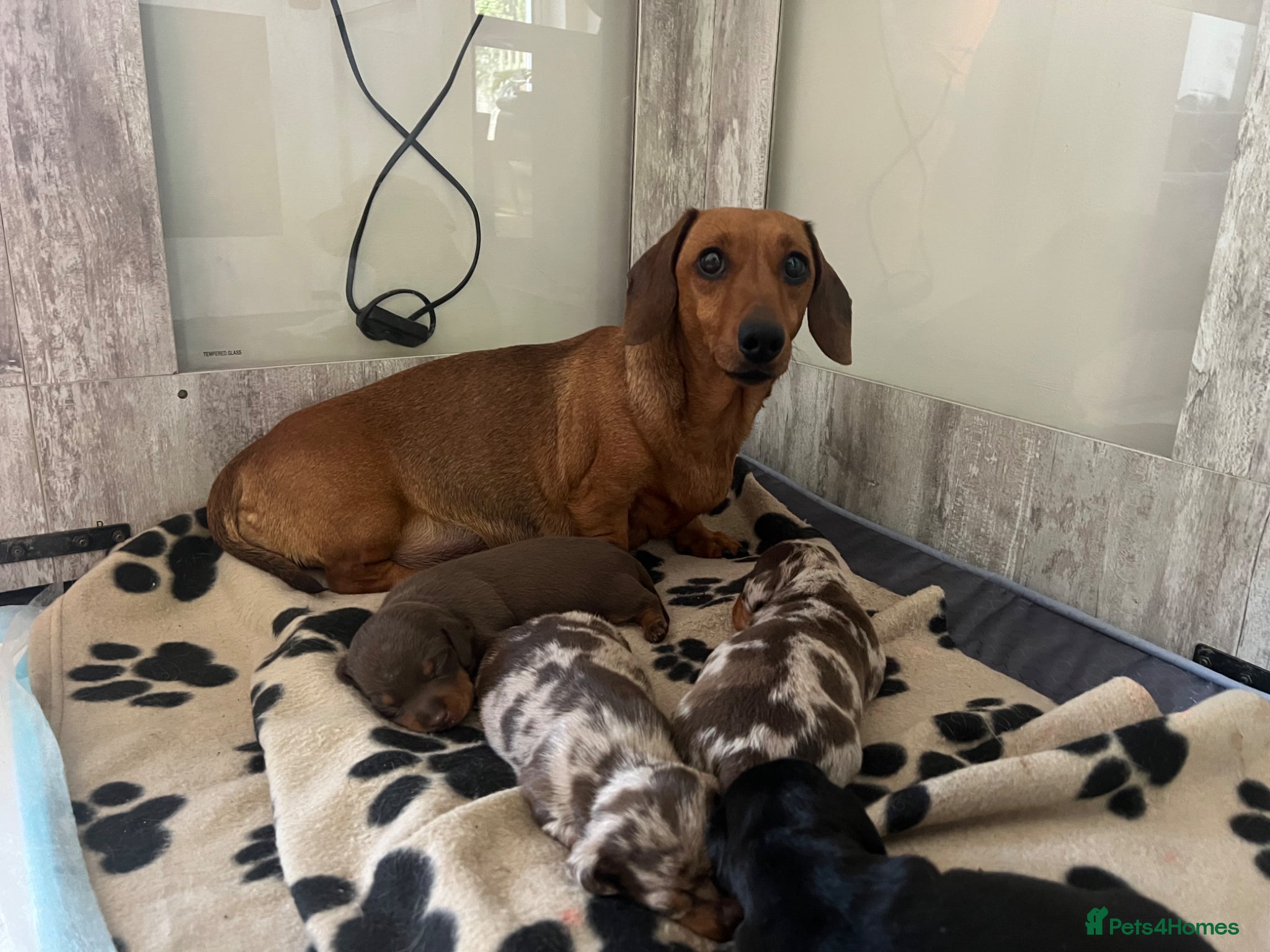 Miniature Dachshund dogs Miniature dachshunds KC REG PRA CLEAR - Advert 1