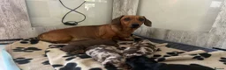 Miniature Dachshund dogs for sale: Miniature dachshunds smooth hairedKC REG PRA CLEAR - Advert 1