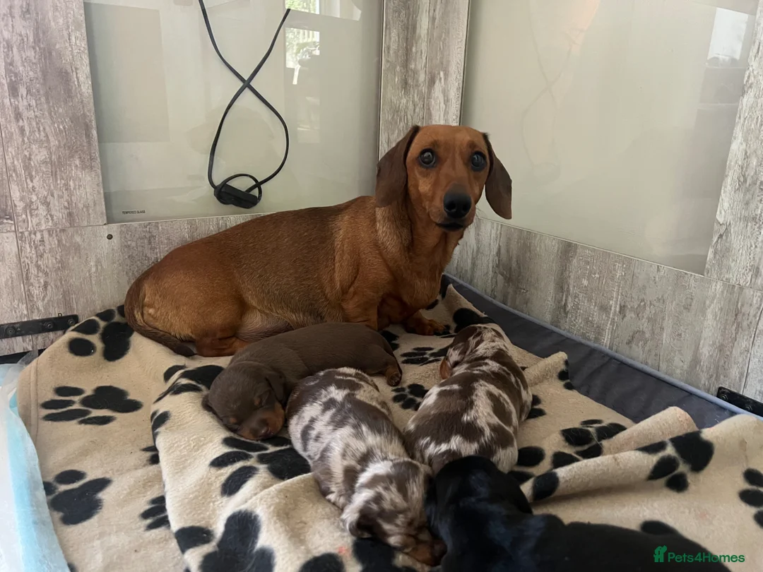 Miniature Dachshund dogs for sale: Miniature dachshunds smooth hairedKC REG PRA CLEAR - Advert 1