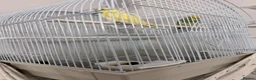 Budgerigars birds for sale: Pair of beautiful hand tamed budgies  in Bolton - Advert 6