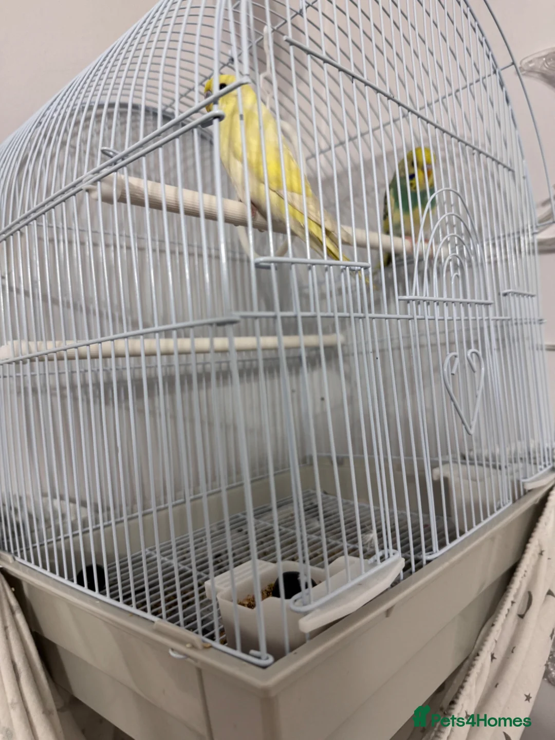Budgerigars birds for sale: Pair of beautiful hand tamed budgies  in Bolton - Advert 6