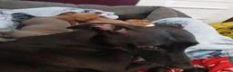 Mixed Breed dogs for sale: Whiggys whippet cross italian greyhound - Advert 3