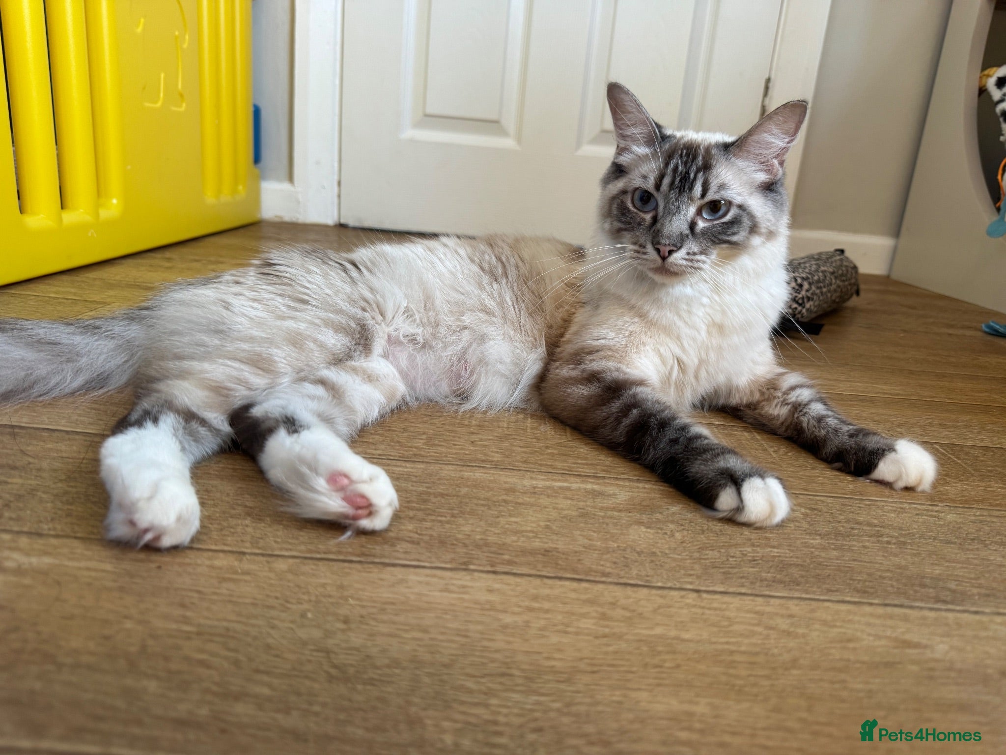 Ragcoon cats 8 gorgeous Mainecoon x ragdoll babies  - Advert 8