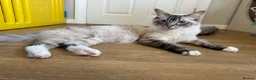Ragcoon cats for sale: 8 gorgeous Mainecoon x ragdoll babies  - Advert 1