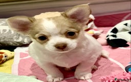 Chihuahua dogs for sale: Apple head boy Chihuahua  - Image 4