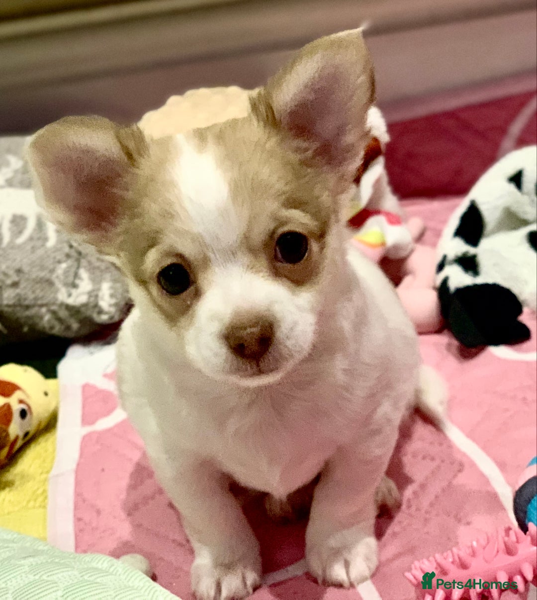 Chihuahua dogs for sale: Apple head boy Chihuahua  - Image 4