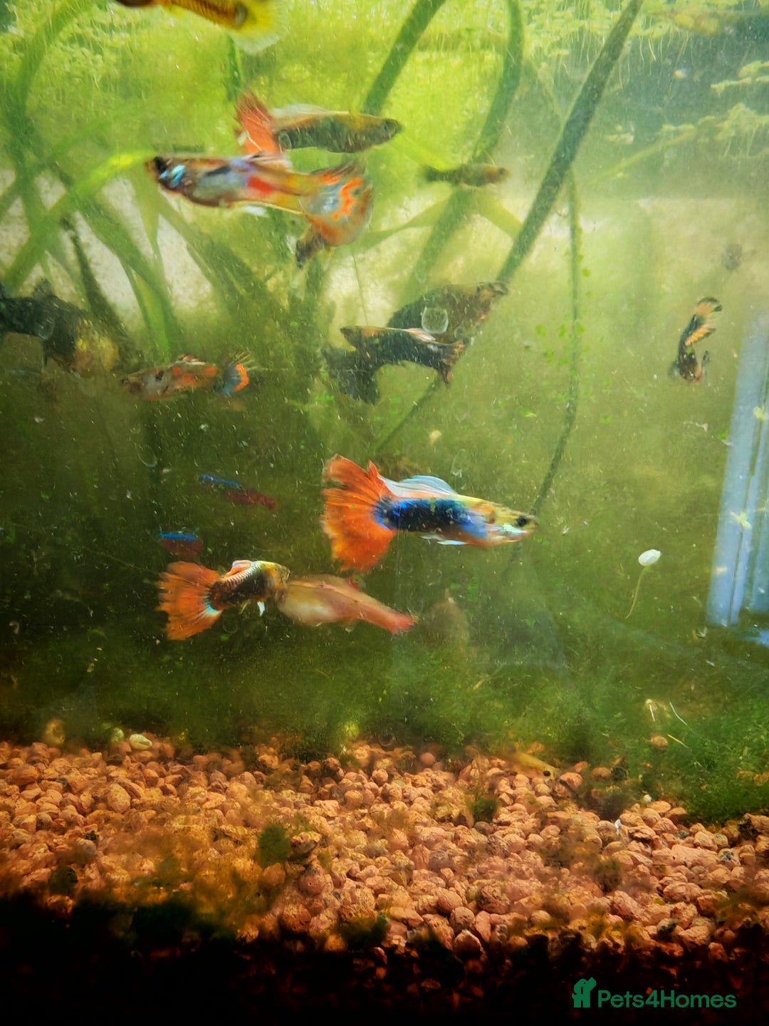 Live Bearers fish for sale: Guppy fry - Image 2