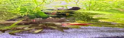 Cichlids fish for sale: Ellioti Cichlids fry & babys and more - Advert 2