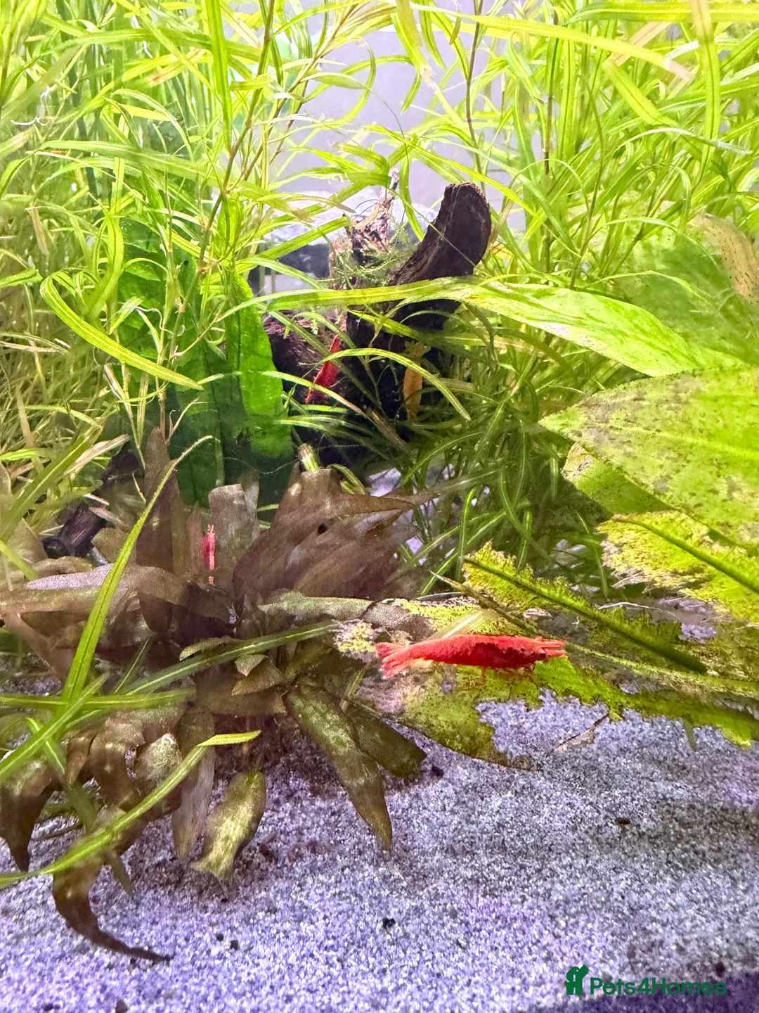 Cichlids fish for sale: Ellioti Cichlids fry & babys and more - Advert 2