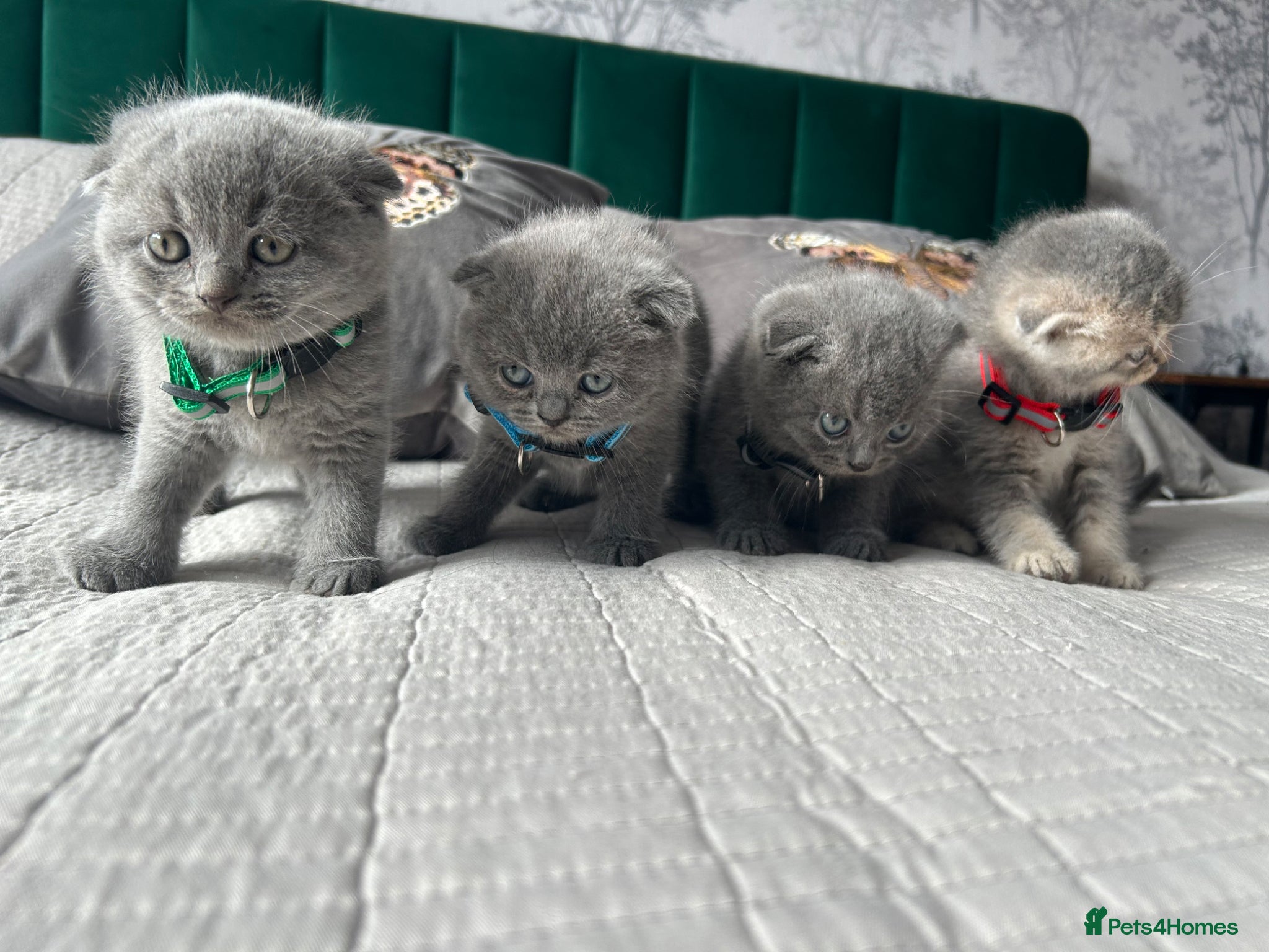 Scottish Fold cats Scottish folds looking for forever home❣️ ❤️ - Advert 1
