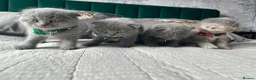 Scottish Fold cats for sale: Scottish folds looking for forever home❣️ ❤️ in Sittingbourne - Advert 1