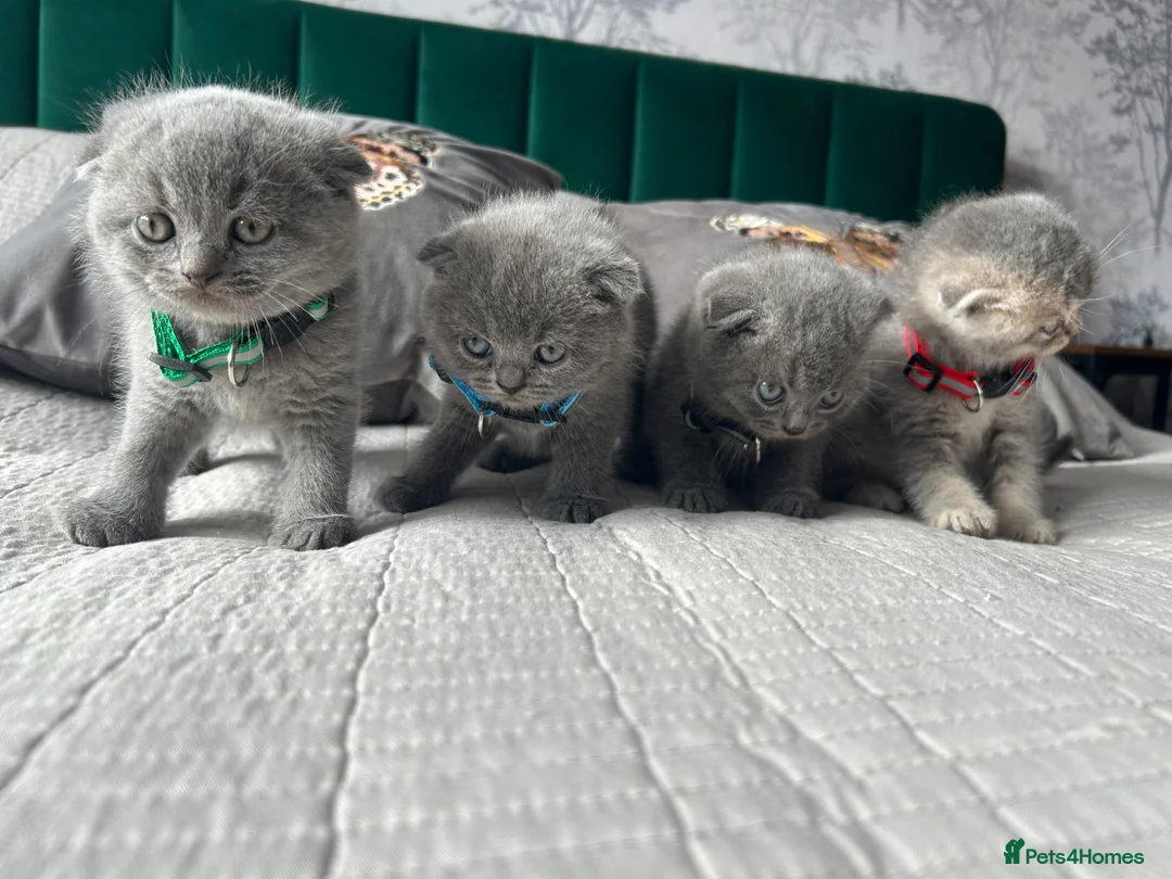 Scottish Fold cats for sale: Scottish folds looking for forever home❣️ ❤️ in Sittingbourne - Advert 1