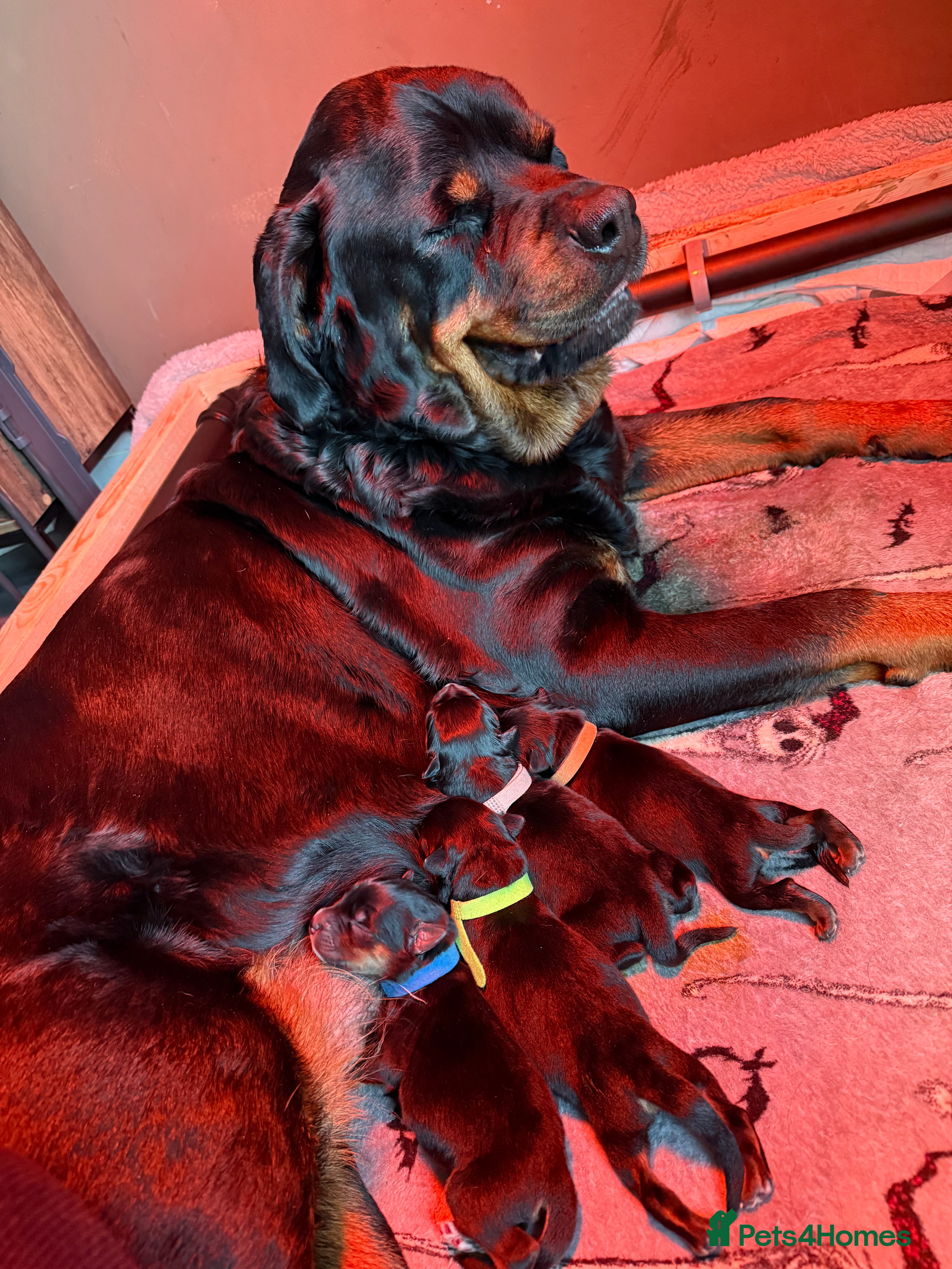 Mixed Breed dogs Rottweiler/hucky, malamute puppies  - Advert 2