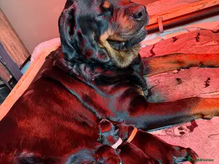 Mixed Breed dogs Rottweiler/hucky, malamute puppies - Advert 2