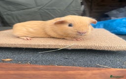 Guinea Pig rodents for sale: Buff Cali bred boar - Image 1