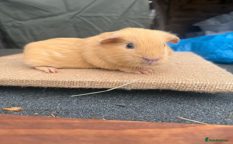 Guinea Pig rodents - Advert 1
