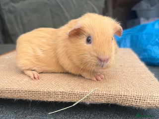 Guinea Pig rodents - Advert 13