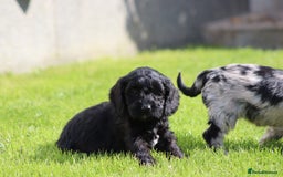 Cockapoo dogs for sale: F1 Cockapoo puppies for sale  - Image 8