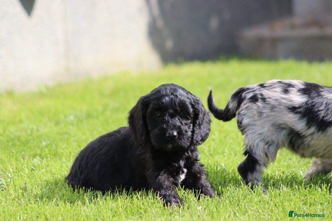 Cockapoo dogs for sale: F1 Cockapoo puppies for sale  - Image 8