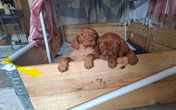 Hungarian Vizsla dogs for sale: Hungarian vizsla  - Image 20
